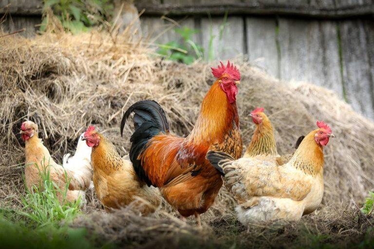 How to Make Chicken in Little Alchemy 2: A Beginner’s Guide