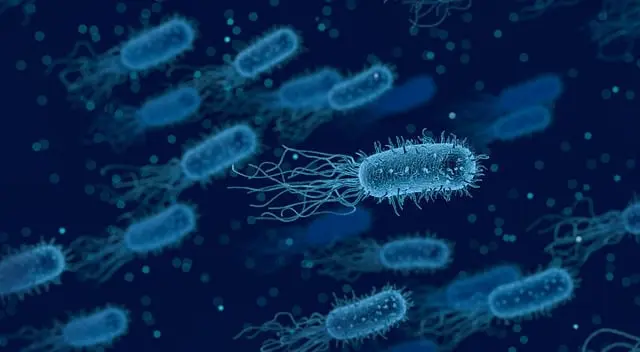 Unlocking the Secrets: How to Create Bacteria in Little Alchemy 1