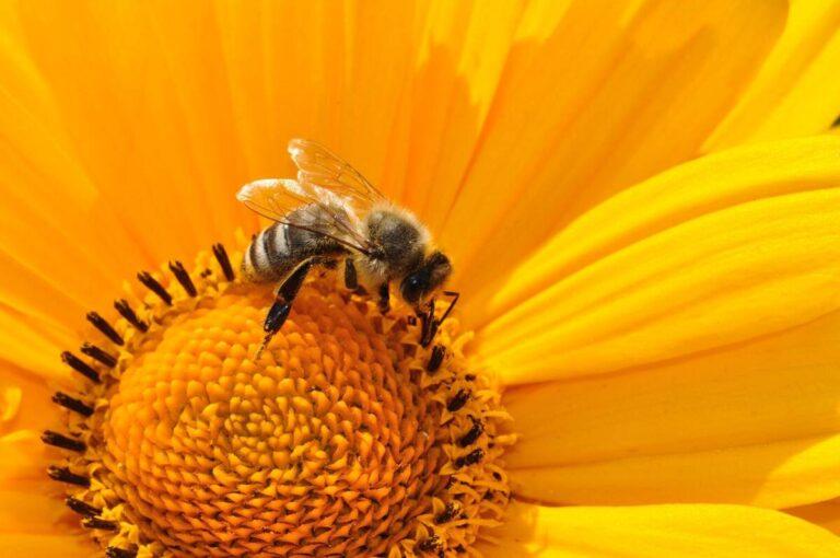 How to Make Bee in Little Alchemy 2: A Comprehensive Guide