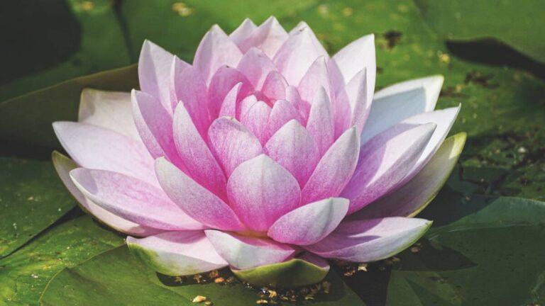 How to Make a Flower in Little Alchemy 2: A Comprehensive Guide