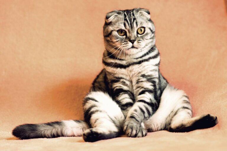How to Make a Cat in Little Alchemy 1: Unleash Your Creativity!