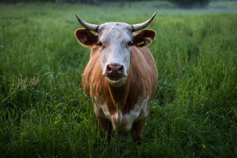 A Quick Guide on Creating a Cow in Little Alchemy