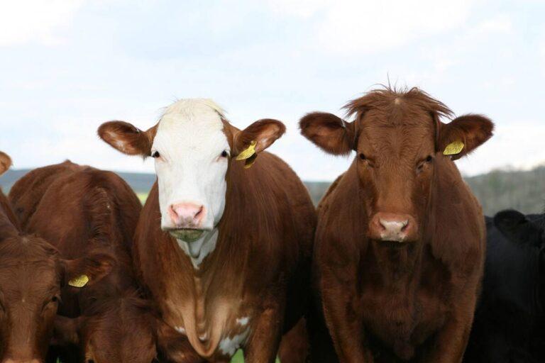 How to Make Livestock in Little Alchemy 1: A Step-by-Step Guide