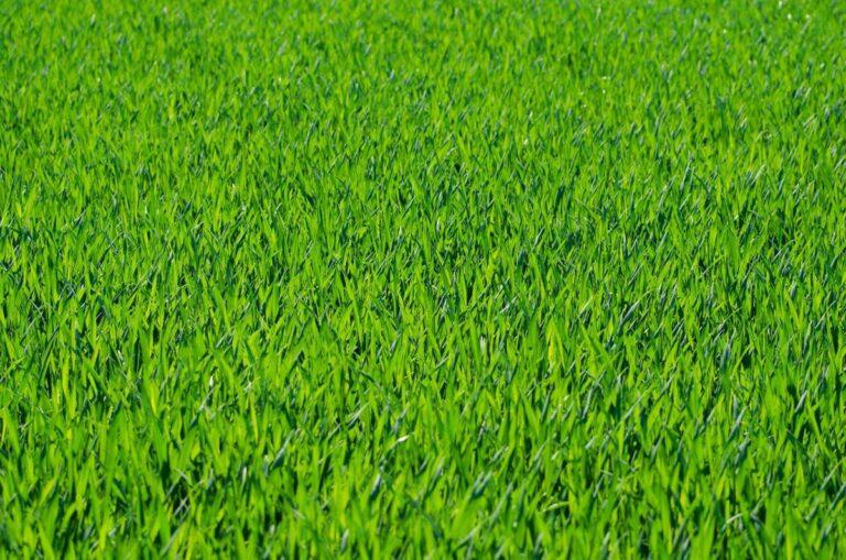 How to Make Grass in Little Alchemy 2: A Comprehensive Guide