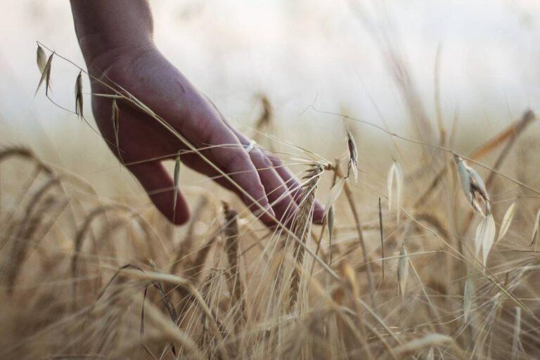 The Art of Creating Wheat in Little Alchemy 1: A Step-by-Step Guide