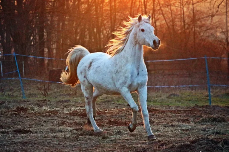 How to Make a Horse in Little Alchemy 1: Step-by-Step Guide