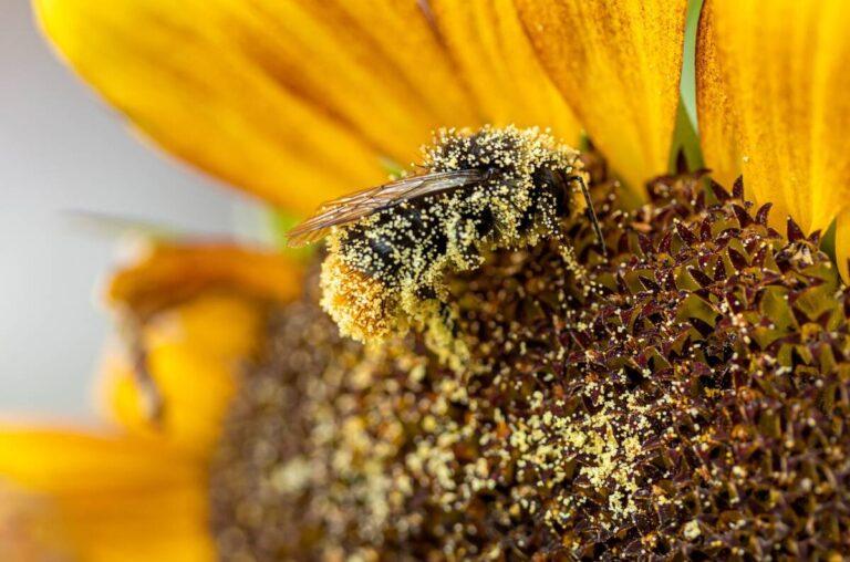 How to Make Pollen in Little Alchemy 2: A Step-by-Step Guide