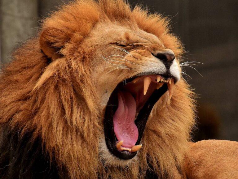 How to Make a Lion in Little Alchemy 2: A Comprehensive Guide