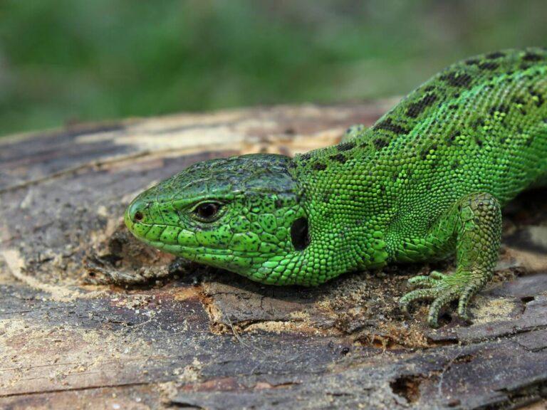 Unleashing the Magic: Crafting a Lizard in Little Alchemy 2