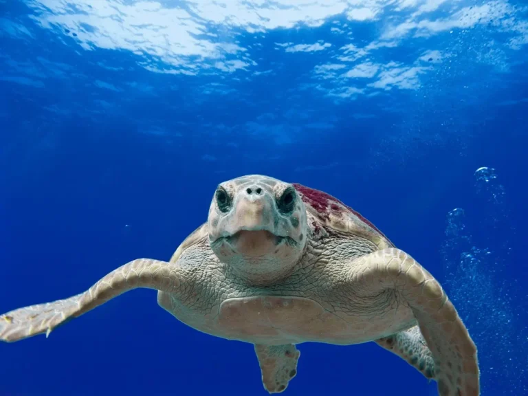 How to Make a Turtle in Little Alchemy 2: Step-by-Step Guide