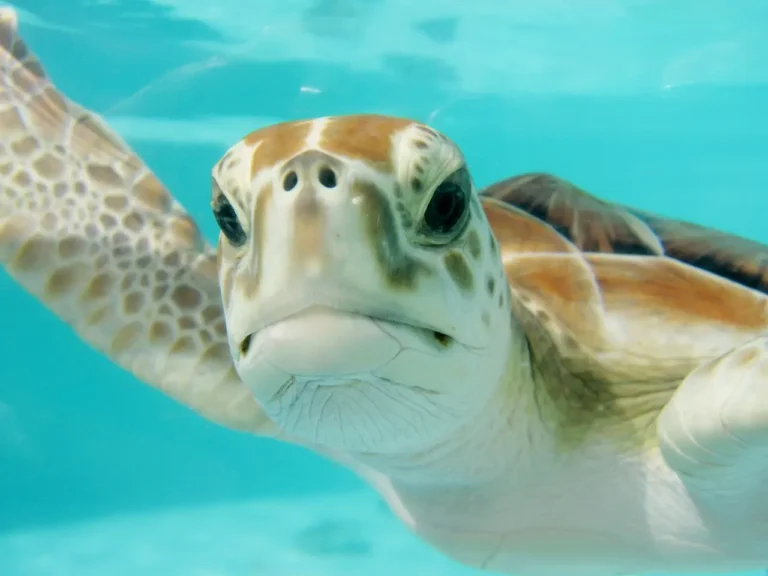 How to Make Turtle in Little Alchemy 1: A Comprehensive Guide