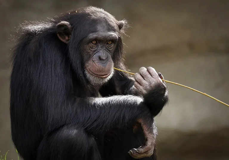 How to Make a Monkey in Little Alchemy 1: Step-by-Step Guide and Combinations