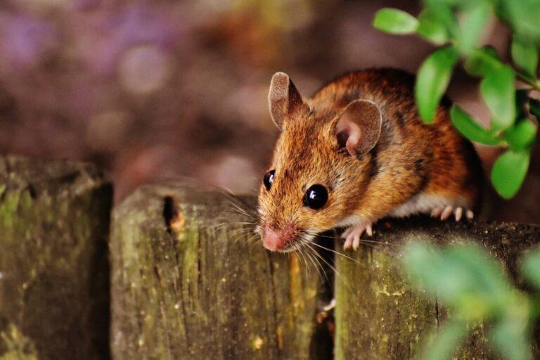 From Elements to Rodents: Creating a Mouse in Little Alchemy 2