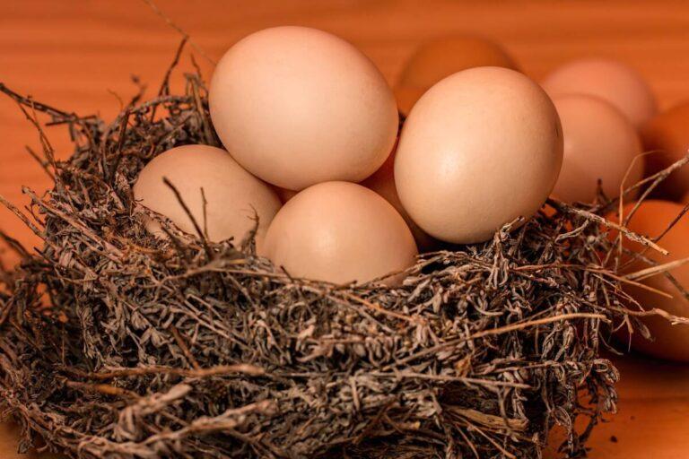 How to Make an Egg in Little Alchemy 2 and Other Exciting Combinations