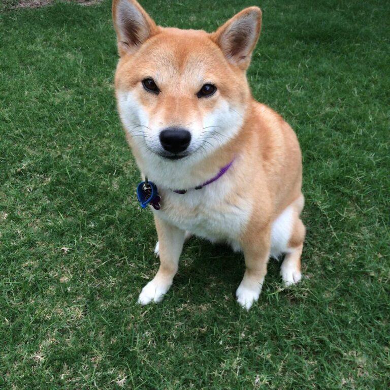 Crafting Doge in Little Alchemy 1: Unleash Your Inner Alchemist!
